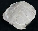 Oligocene Tortoise (Stylemys) - Removable From Base #9874-5